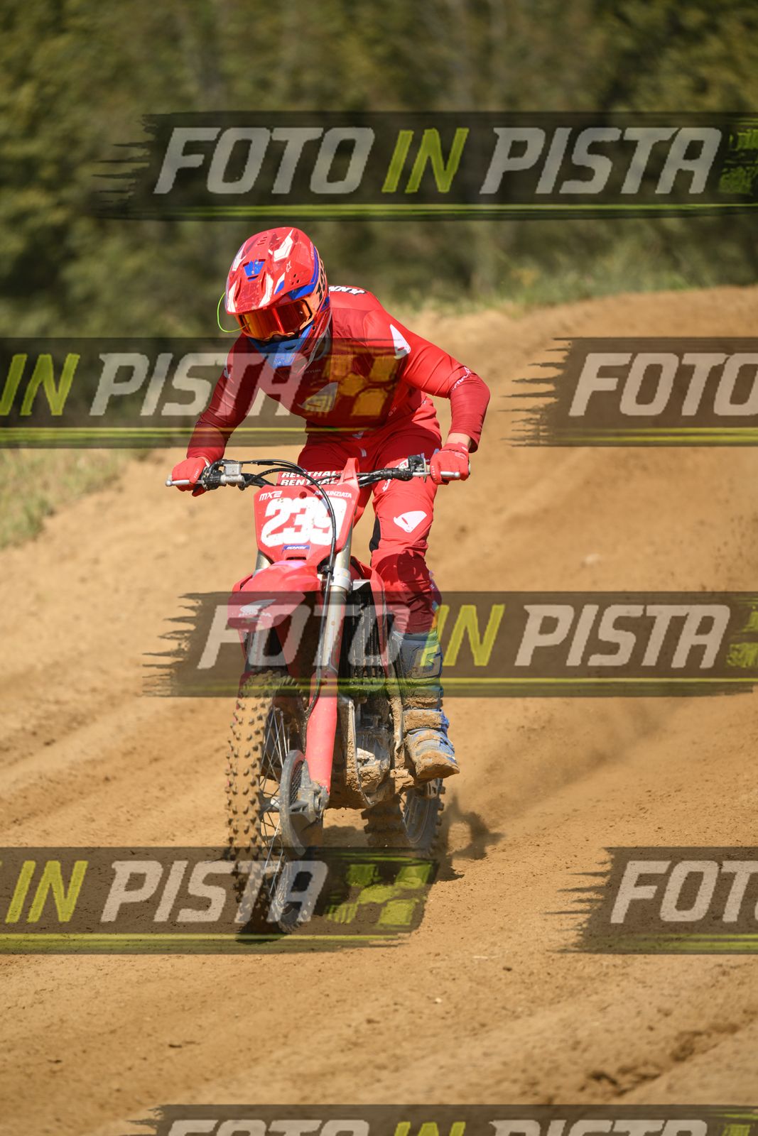 239 · DSH_9916