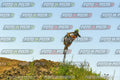 Foto GARAFMI2106261PROVA85CC numero 610